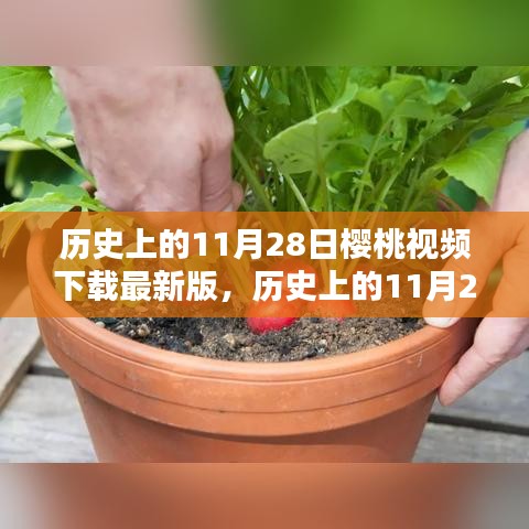 历史上的11月28日与樱桃视频最新版下载，深度探讨其价值和影响