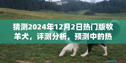 2024年12月版牧羊犬详解，预测与评测分析热门版牧羊犬趋势展望