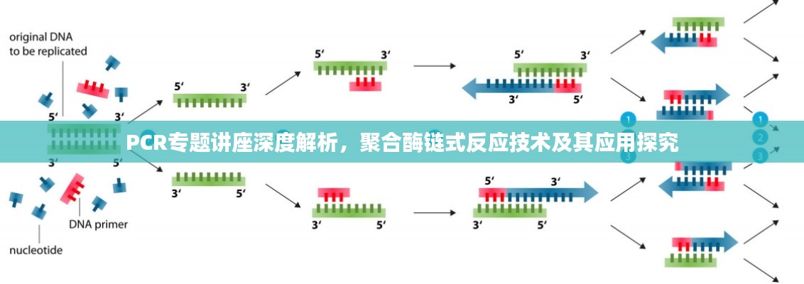 PCR专题讲座深度解析，聚合酶链式反应技术及其应用探究