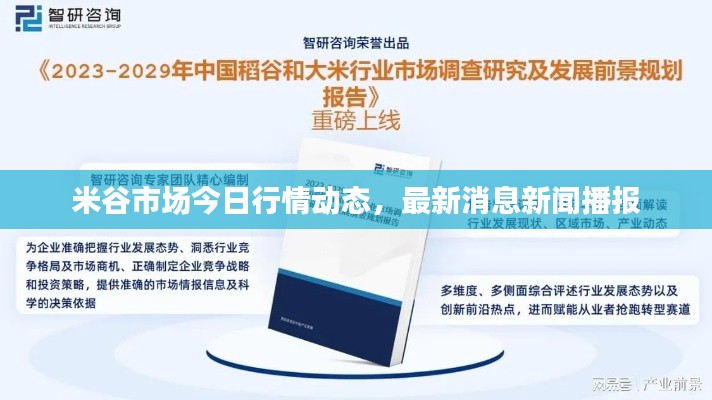 米谷市场今日行情动态，最新消息新闻播报
