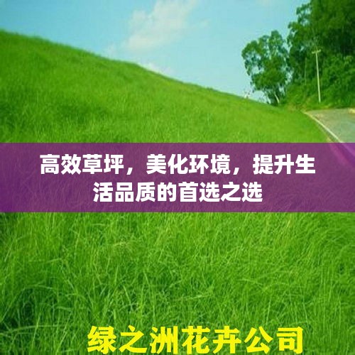 高效草坪，美化环境，提升生活品质的首选之选