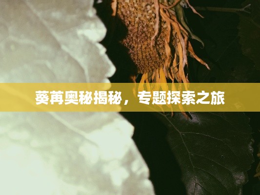 葵苒奥秘揭秘，专题探索之旅