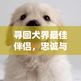 寻回犬界最佳伴侣，忠诚与陪伴完美结合的十大犬种排名