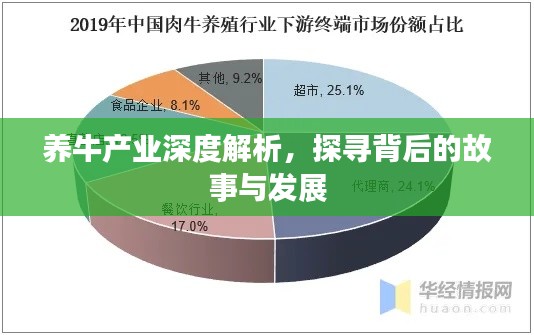 养牛产业深度解析，探寻背后的故事与发展