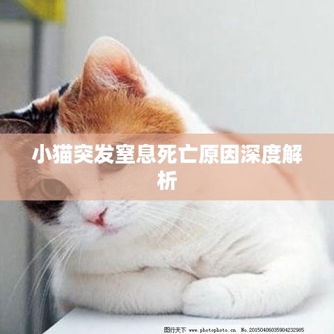 小猫突发窒息死亡原因深度解析