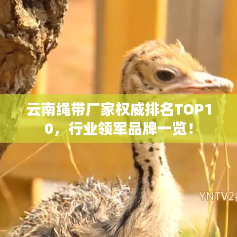 云南绳带厂家权威排名TOP10，行业领军品牌一览！