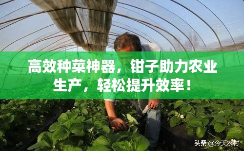 高效种菜神器，钳子助力农业生产，轻松提升效率！