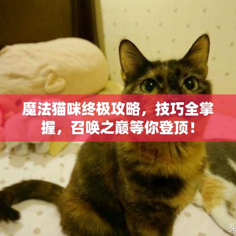 魔法猫咪终极攻略，技巧全掌握，召唤之巅等你登顶！