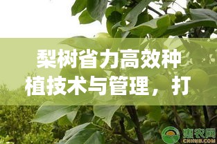 梨树省力高效种植技术与管理，打造高效果园的秘诀