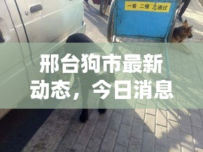 邢台狗市最新动态，今日消息全揭秘