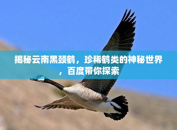 揭秘云南黑颈鹤，珍稀鹤类的神秘世界，百度带你探索