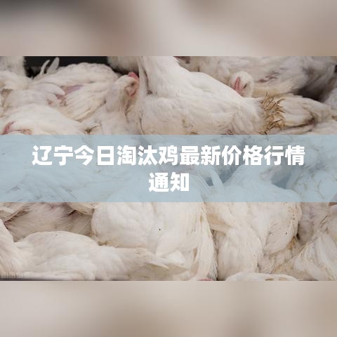 辽宁今日淘汰鸡最新价格行情通知