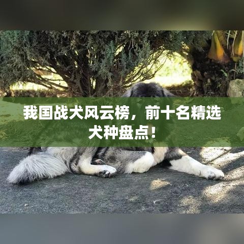 我国战犬风云榜，前十名精选犬种盘点！