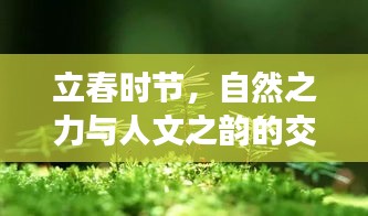 立春时节，自然之力与人文之韵的交融折枝不断