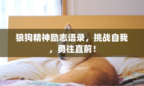 狼狗精神励志语录，挑战自我，勇往直前！