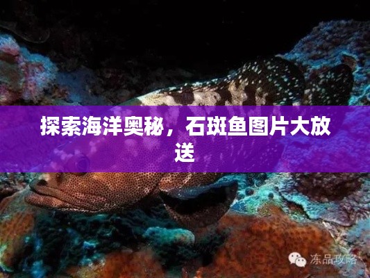 探索海洋奥秘，石斑鱼图片大放送