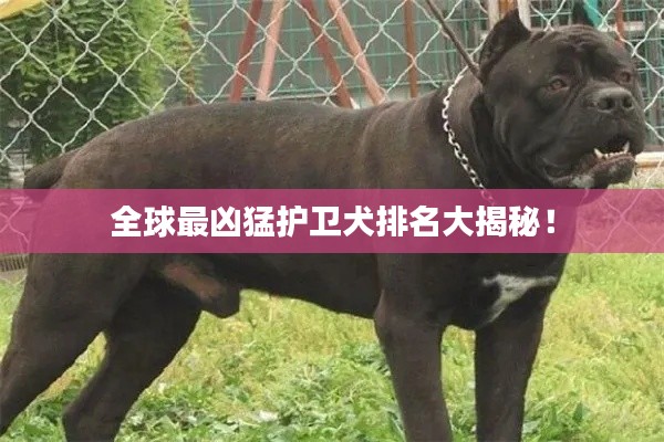 全球最凶猛护卫犬排名大揭秘！