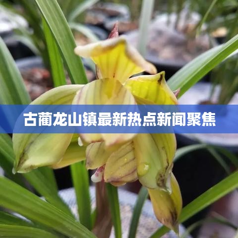 古蔺龙山镇最新热点新闻聚焦