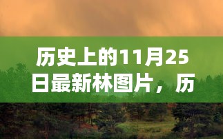 历史上的11月25日最新林图片，历史上的11月25日，探寻最新林图片中的时光印记