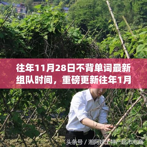 揭秘历年不背单词组队时间，助力学习之旅！