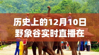 历史上的12月10日野象谷直播盛宴，科技新纪元再现，实时直播回顾与重现之旅